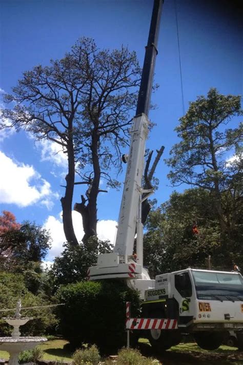 Removing Trees Toowoomba .
